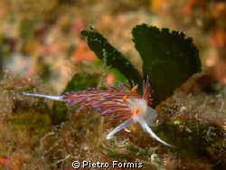 Flabellina in Aggressive pose by Pietro Formis 